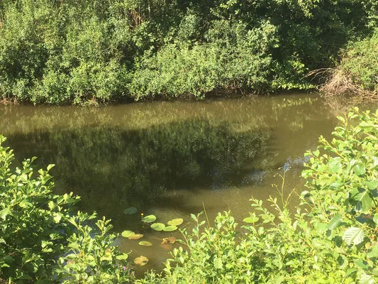 Stilles Wasser mit Seerosenblättern
