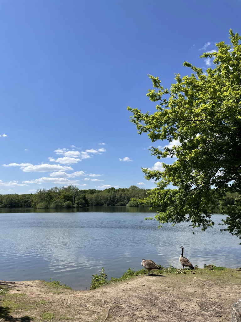 Zwei Kanadagänse am sonnigen Ufer des Erlensees