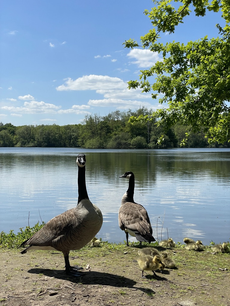 Kanadagänse mit ihren Küken am Erlensee