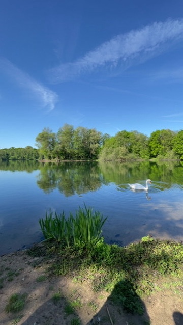 Ein Schwan schwimmt am grünen Ufer des Erlensees
