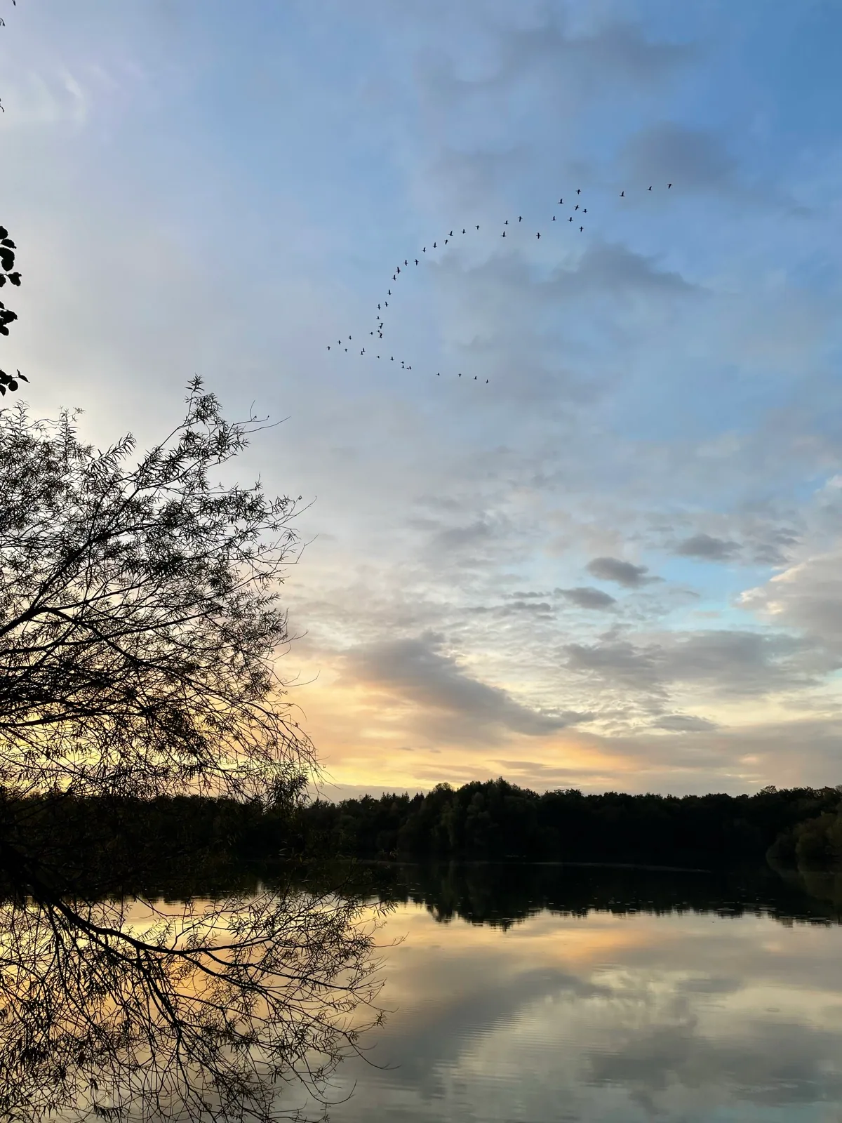 Abendstimmung mit Vogelschwarm am Erlensee