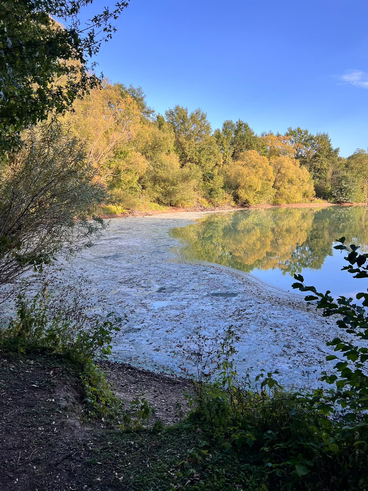 Großflächiger Belag auf dem Erlensee zwischen den Uferbäumen