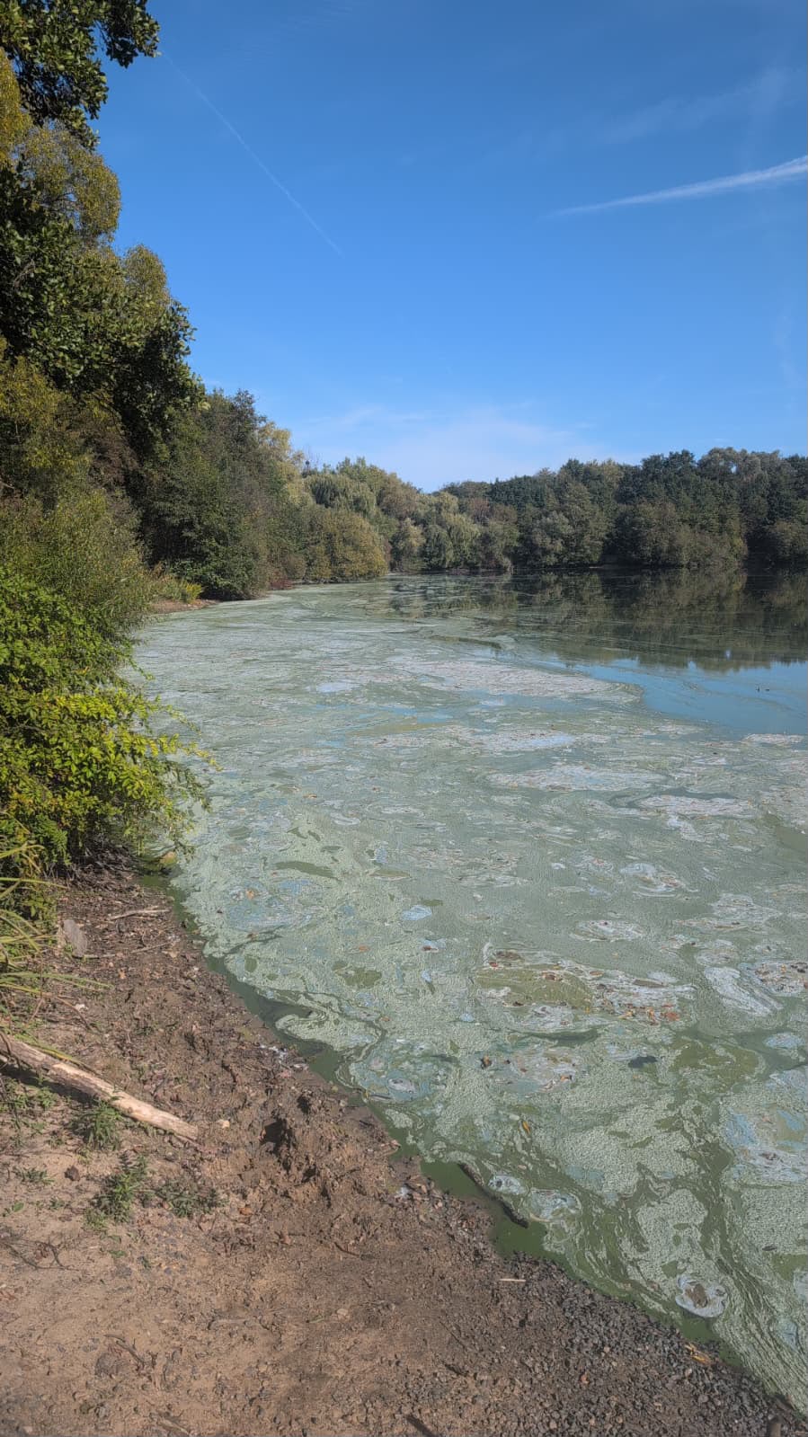 Blaugrüner Belag auf der Wasseroberfläche am Ufer des Erlensees